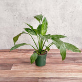 Spathiphyllum 'Domino' - Variegated Peace Lily - Ed's Plant Shop