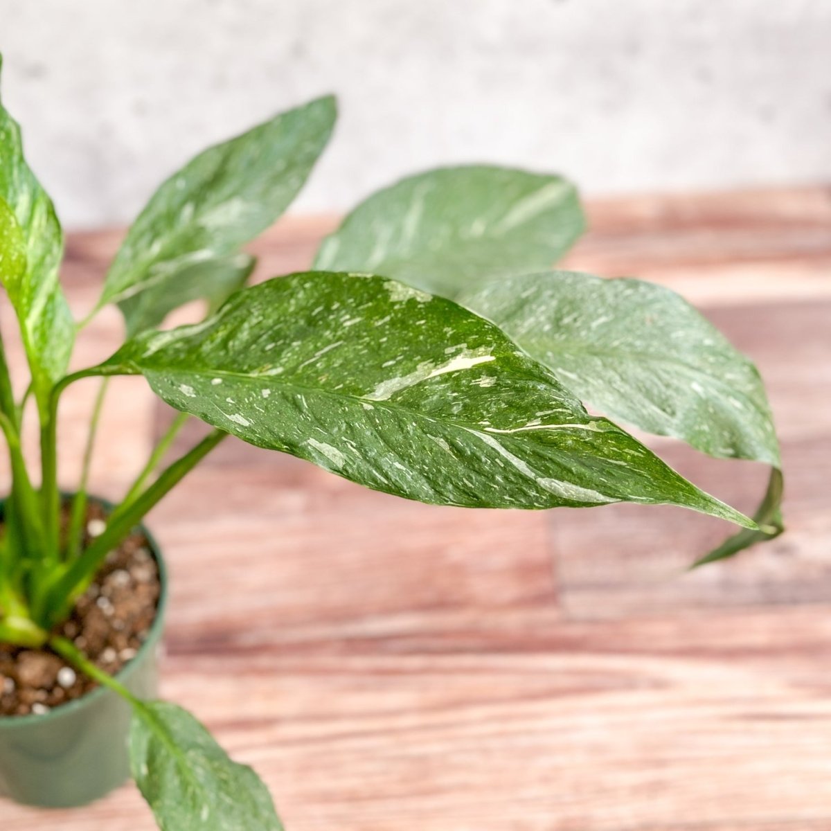 Ed's Plant Shop Spathiphyllum Domino Peace Lily - Thumbnail 3