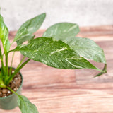 Spathiphyllum 'Domino' - Variegated Peace Lily - Ed's Plant Shop