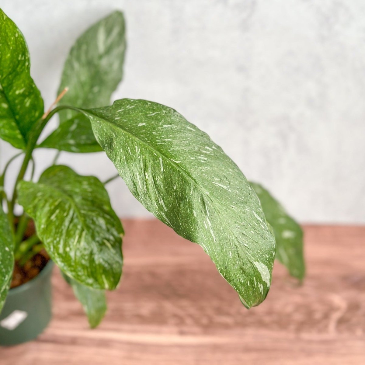 Ed's Plant Shop Spathiphyllum Domino Peace Lily - Thumbnail 2