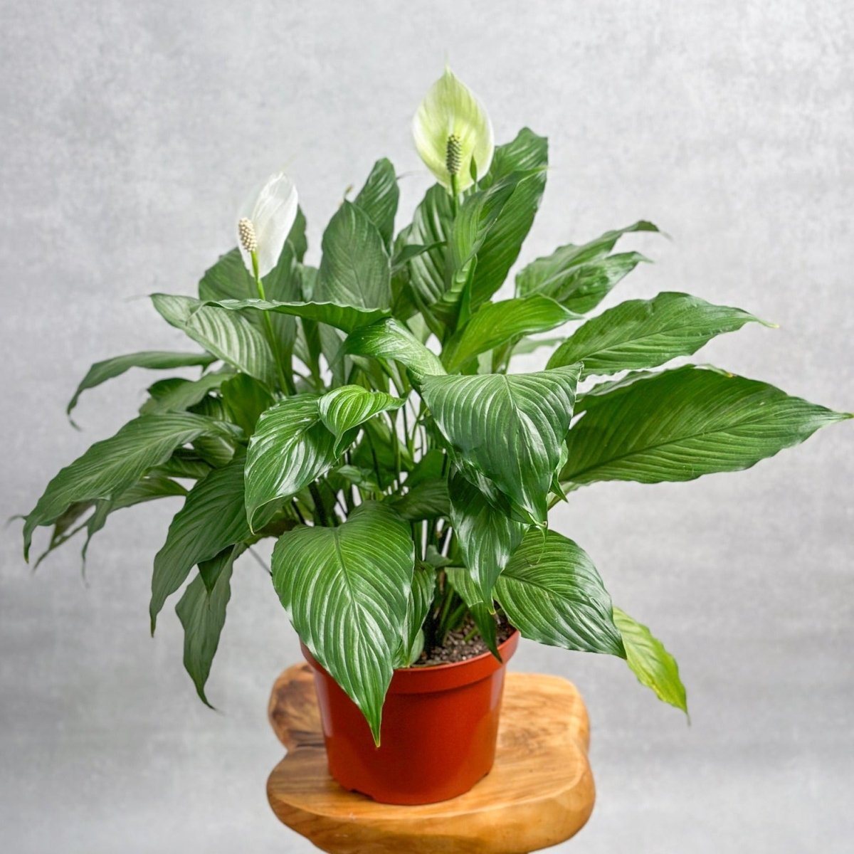 Spathiphyllum 'Peace Lilly' Floor Plant - Ed's Plant Shop