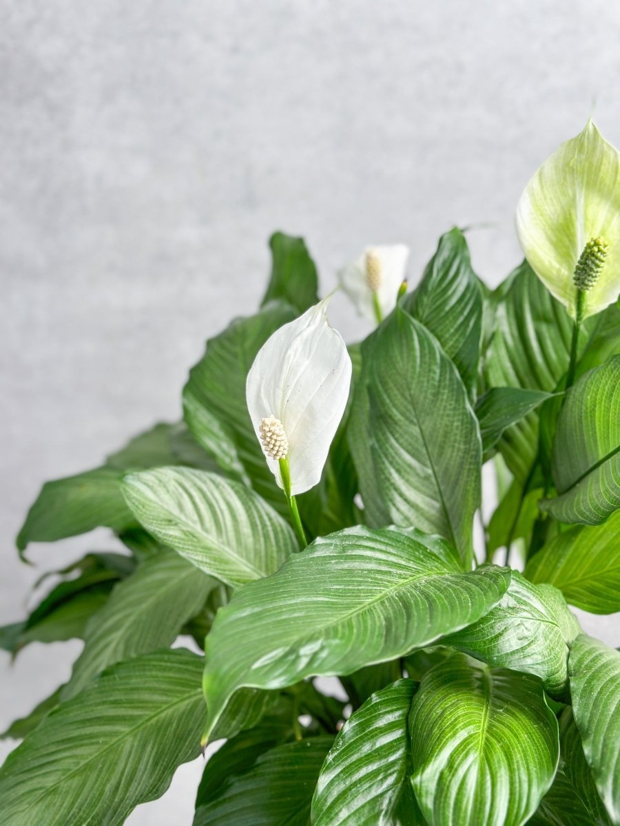 Spathiphyllum 'Peace Lilly' Floor Plant - Ed's Plant Shop