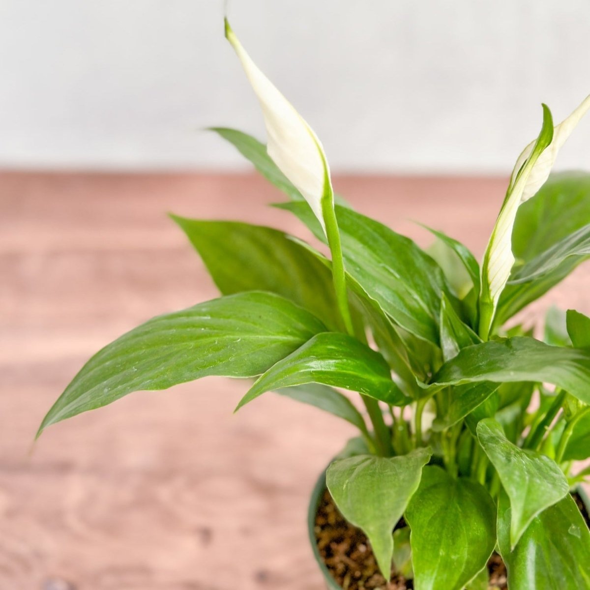 pale peace lily leaves Spathiphyllum 'Peace Lily'