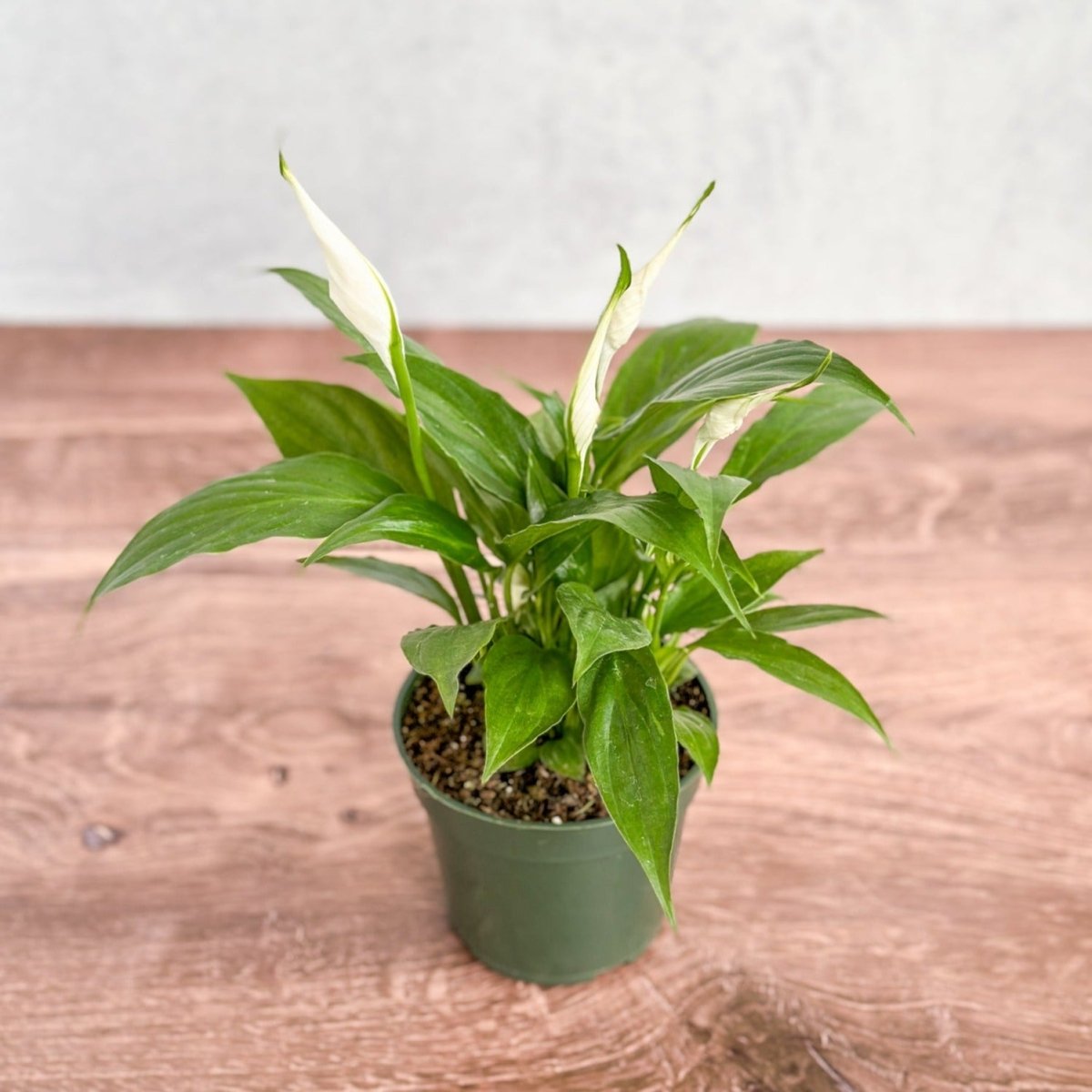 is spathiphyllum a good indoor plant Spathiphyllum 'Peace Lily'