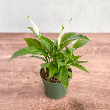 Spathiphyllum 'Peace Lily' - Various Sizes - Ed's Plant Shop