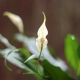 Spathiphyllum 'Peace Lily' - Various Sizes - Ed's Plant Shop