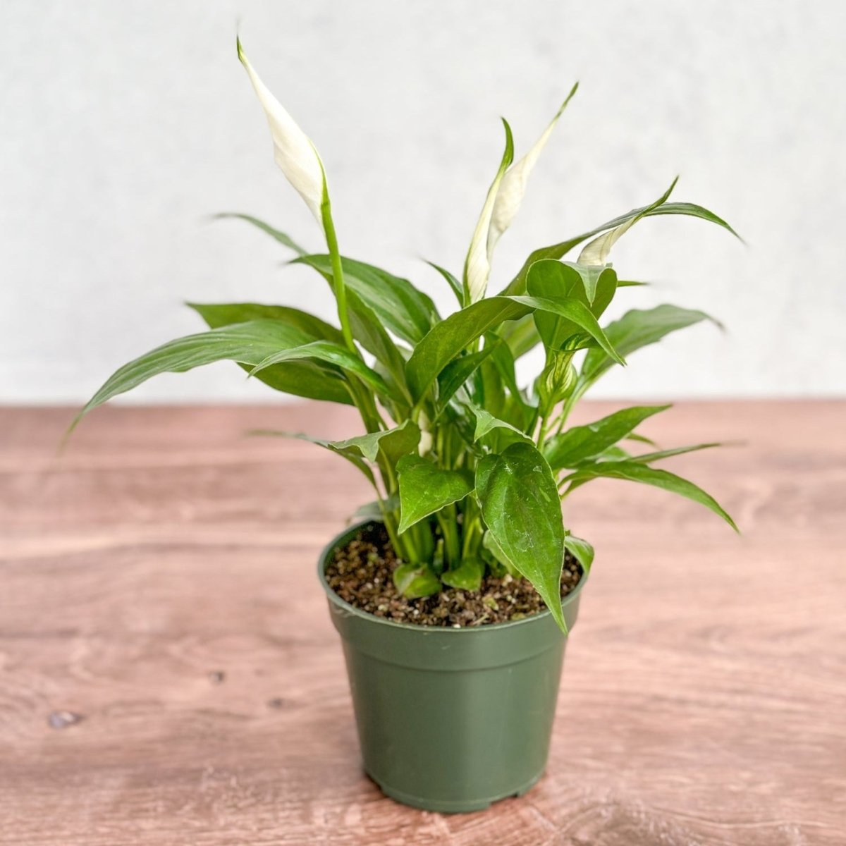 spathiphyllum peace lily live indoor plant 4" Nursery Pot