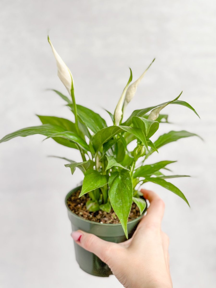 home botanicals live 4 inch spathiphyllum 'peace lily' house plant Green Peace Lily - 6 Inch Decor Pot