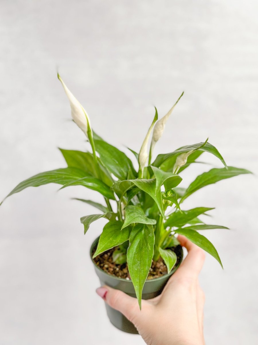 peace lily small plant Green Peace Lily - 6 Inch Decor Pot