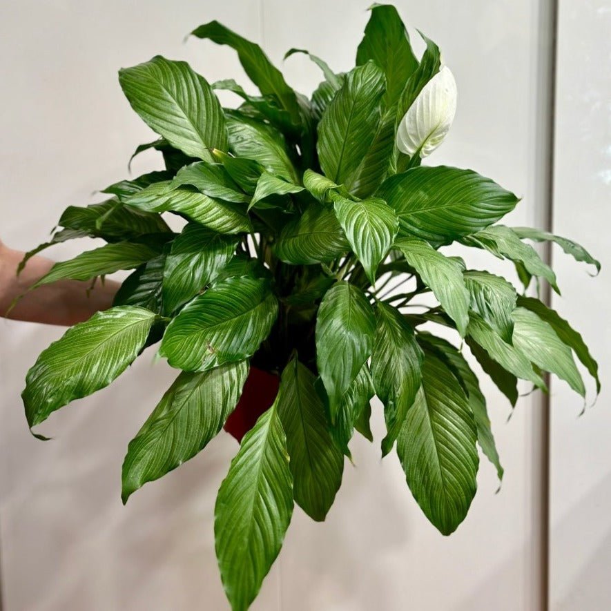 Spathiphyllum 'Platinum Mist' Peace Lily