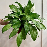 misting peace lily Spathiphyllum 'Platinum Mist' Peace Lily