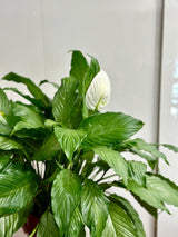 silver mist peace lily Spathiphyllum 'Platinum Mist' Peace Lily