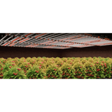 Spider Farmer GlowR40 40W 660nm Deep Red Supplemental LED Grow Light Bar - Ed's Plant Shop