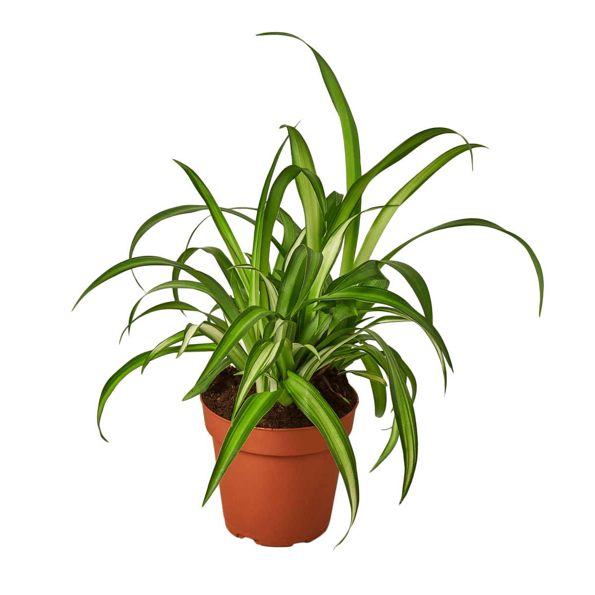 Spider Hawaiian - Ed's Plant Shop