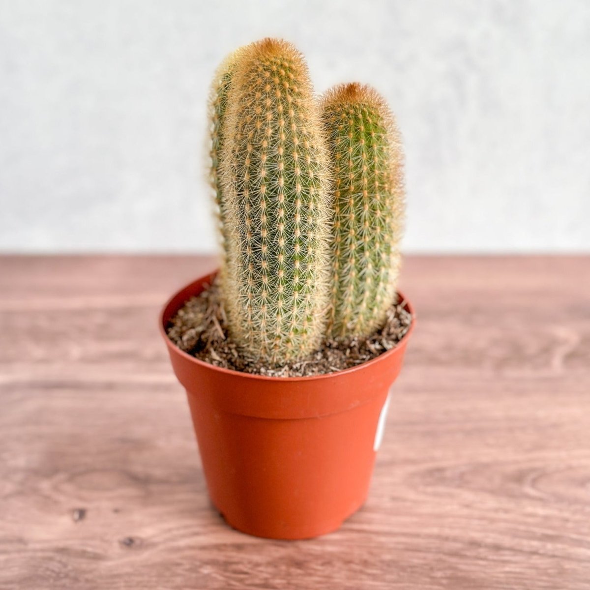 growing cactus Cactaceae Spiky Tail Cactus
