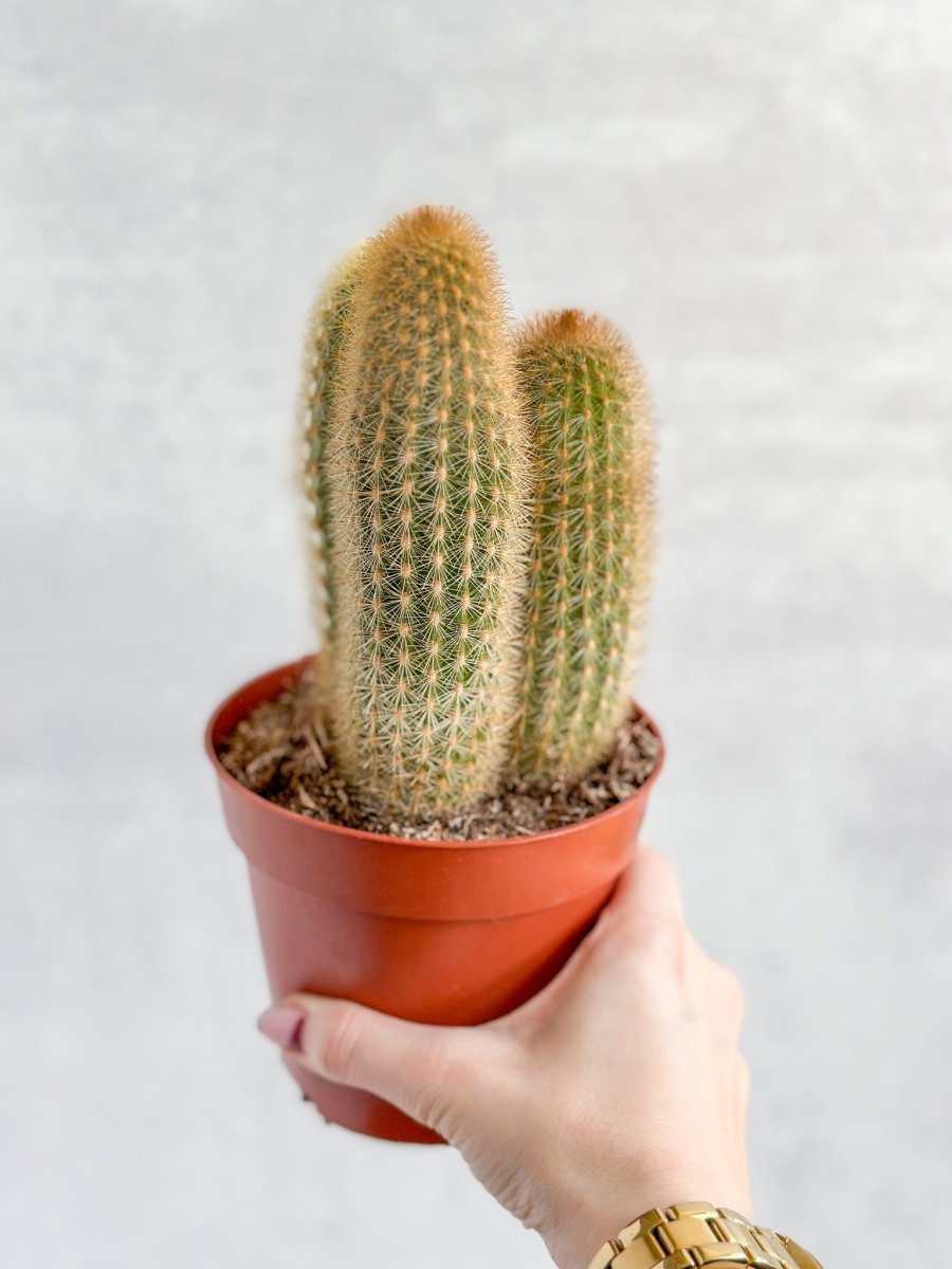 Spiky Tail Cactus - Ed's Plant Shop