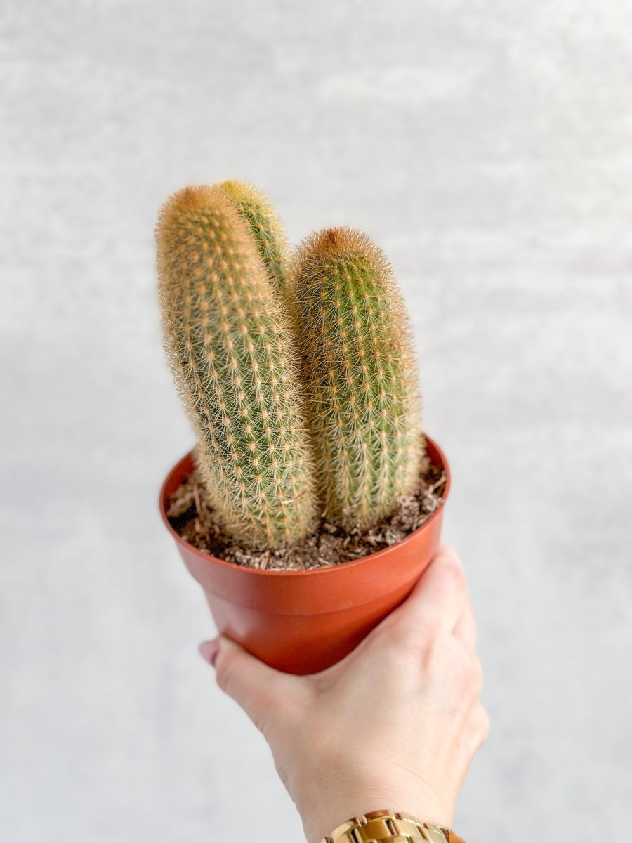 Spiky Tail Cactus - Ed's Plant Shop