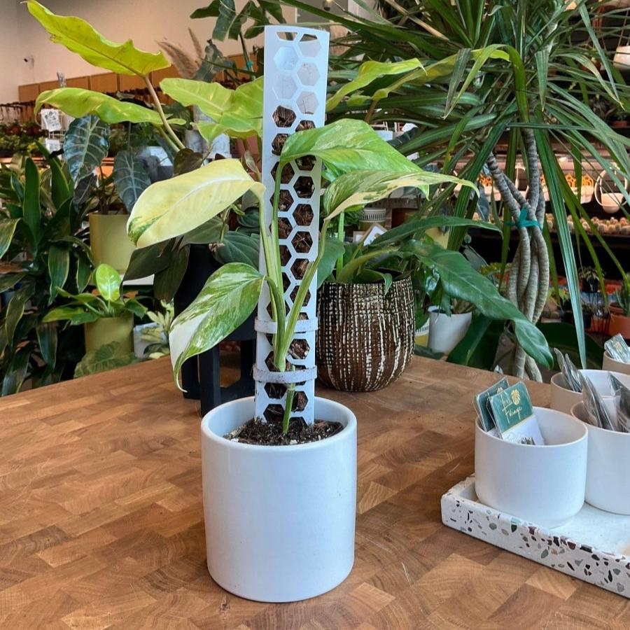 Stackable Plant Support Pole - Clear - Ed's Plant Shop