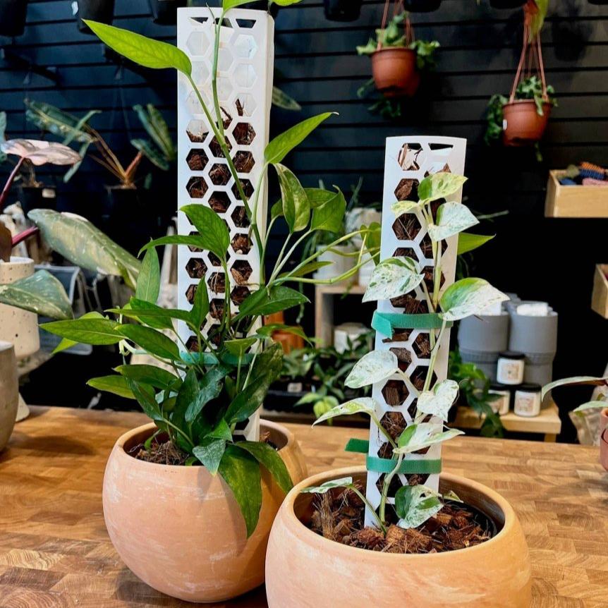 Stackable Plant Support Pole - White - Ed's Plant Shop