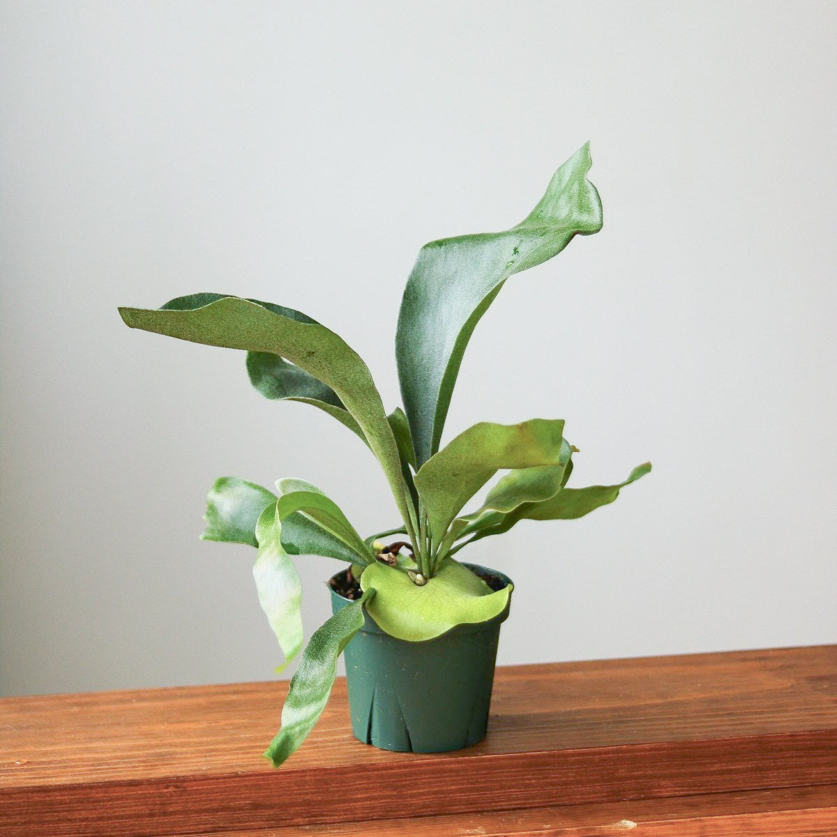 Staghorn Fern - Platycerium bifurcatum Hanging Basket