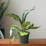 Staghorn Fern - Platycerium bifurcatum Hanging Basket