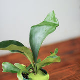 Staghorn Fern - Platycerium bifurcatum Hanging Basket