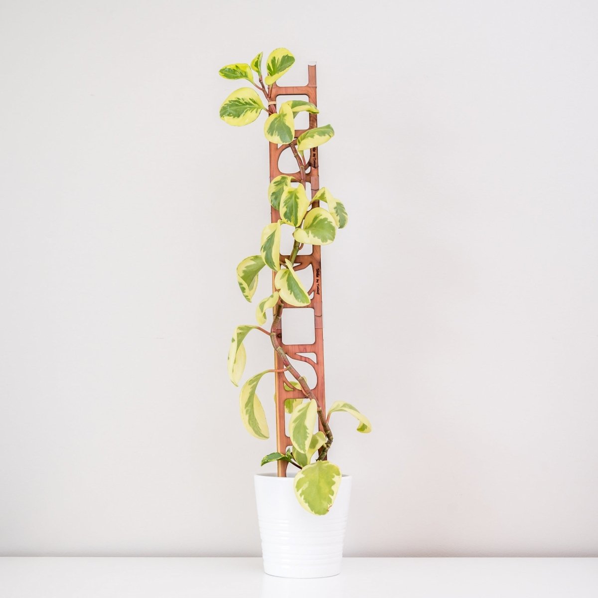 modular plant trellis Treleaf Stella Extension Kit Cedar Modular Collection