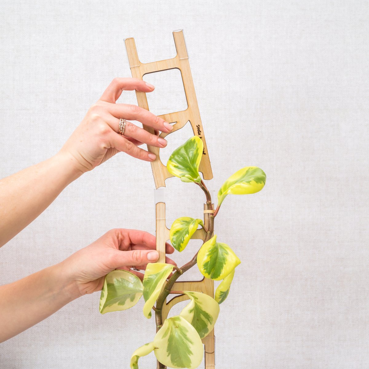 plant ladder trellis Treleaf Stella Extension Kit Cedar Modular Collection