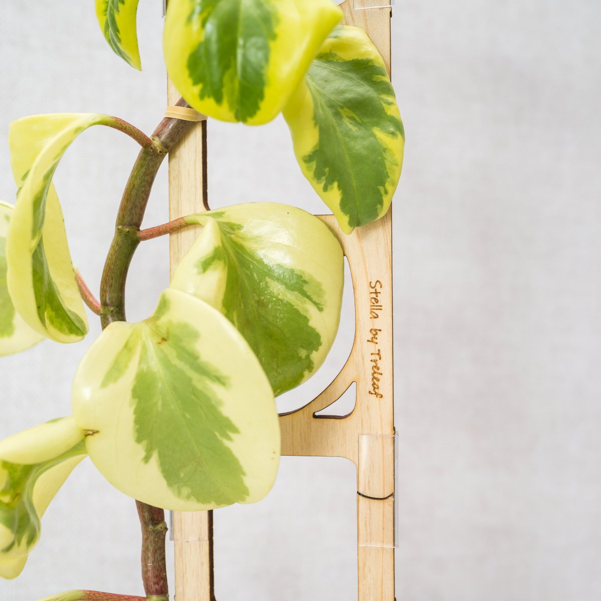 decorative indoor plant supports Treleaf Stella Extension Kit Cedar Modular Collection