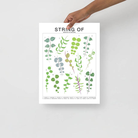 String Of Species ID Chart - Botanical Houseplant Art Print - Ed's Plant Shop