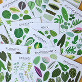 String Of Species ID Chart - Botanical Houseplant Art Print - Ed's Plant Shop