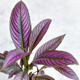 Strobilanthes dyerianus - Persian Shield - Ed's Plant Shop