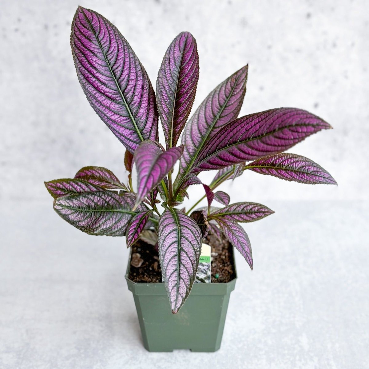 persian shield indoor plant Persian shield - Strobilanthes dyeriana - Height 20-30cm