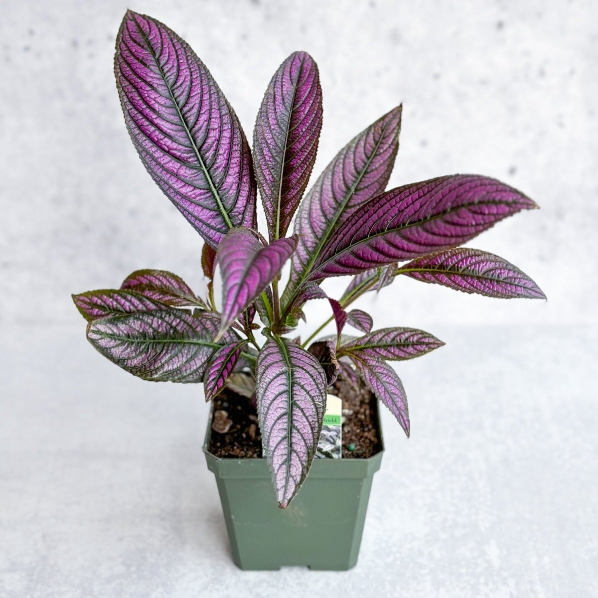 Strobilanthes dyerianus - Persian Shield - Ed's Plant Shop