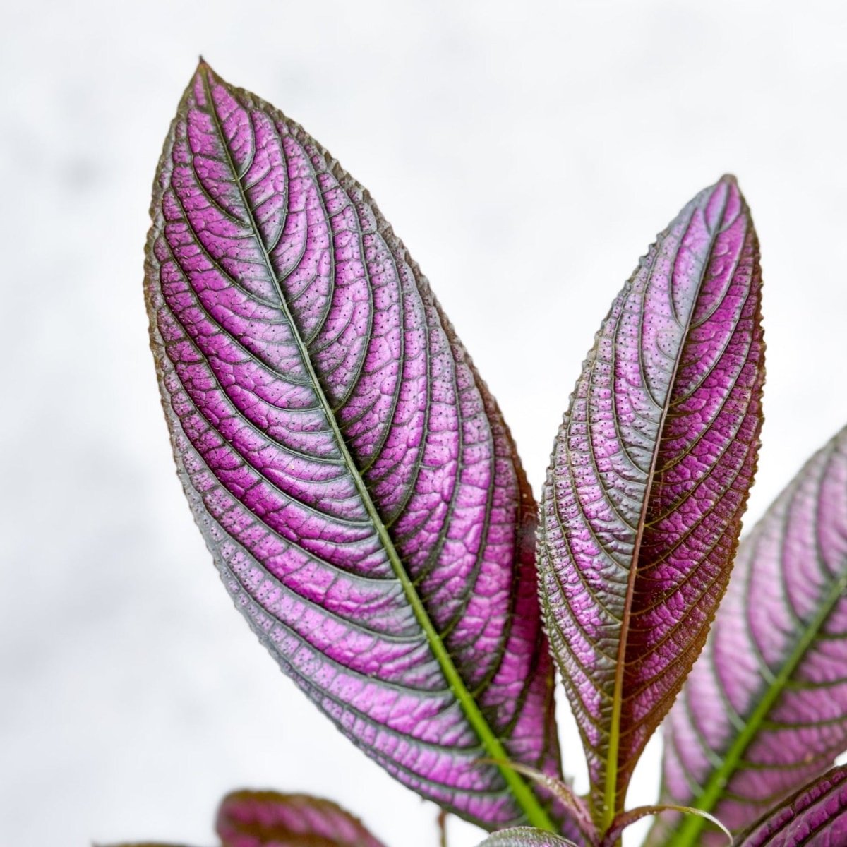 Strobilanthes dyerianus - Persian Shield - Ed's Plant Shop