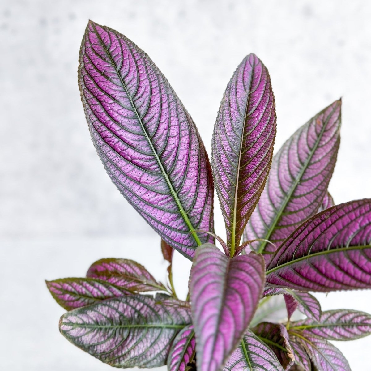 Strobilanthes dyerianus - Persian Shield - Ed's Plant Shop