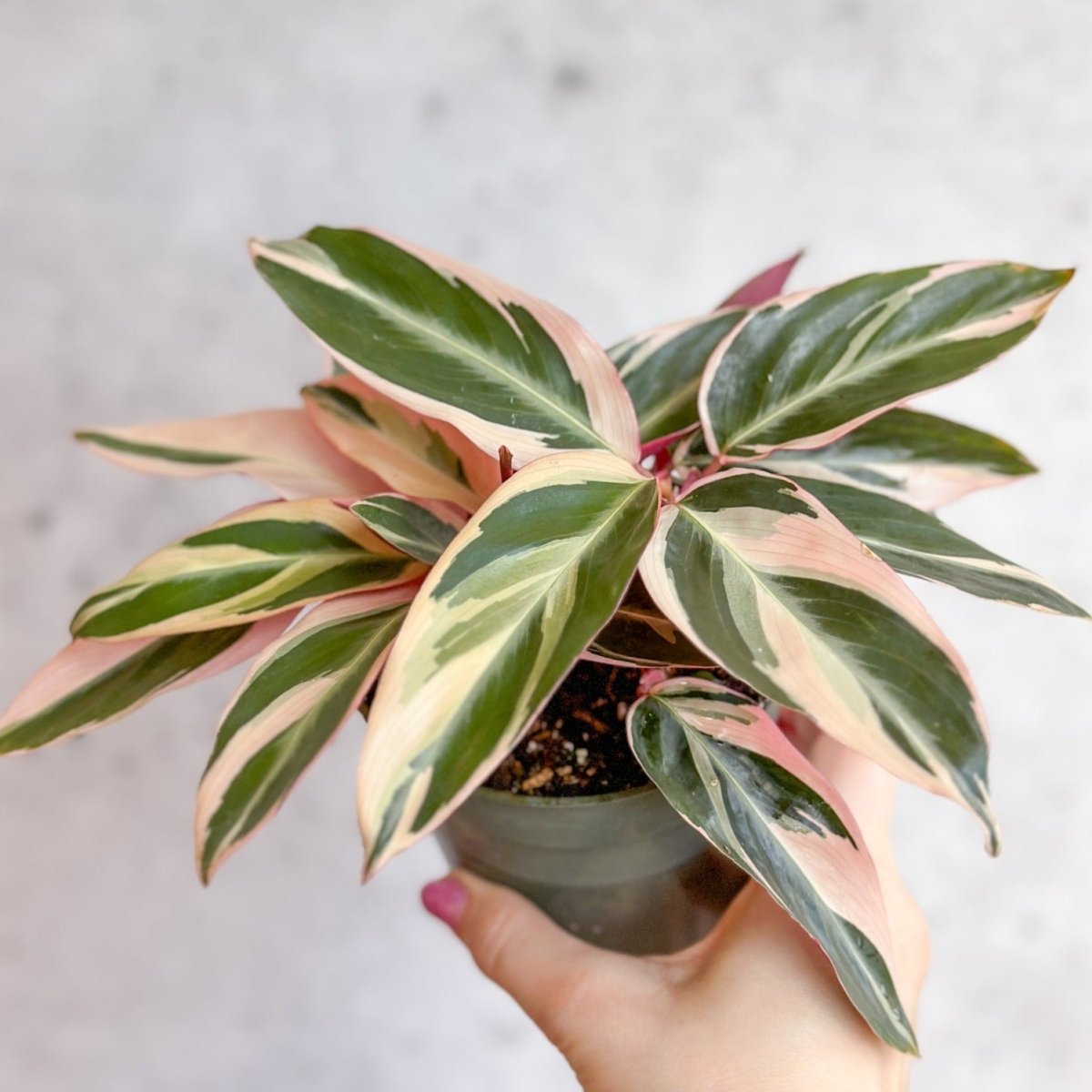 Stromanthe sanguinea Triostar / Tri-Color Prayer Plant - Ed's Plant Shop