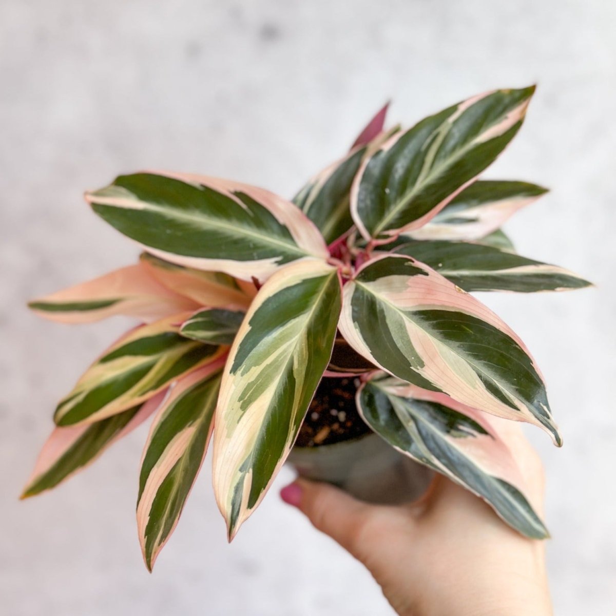 Stromanthe sanguinea Triostar / Tri-Color Prayer Plant - Ed's Plant Shop