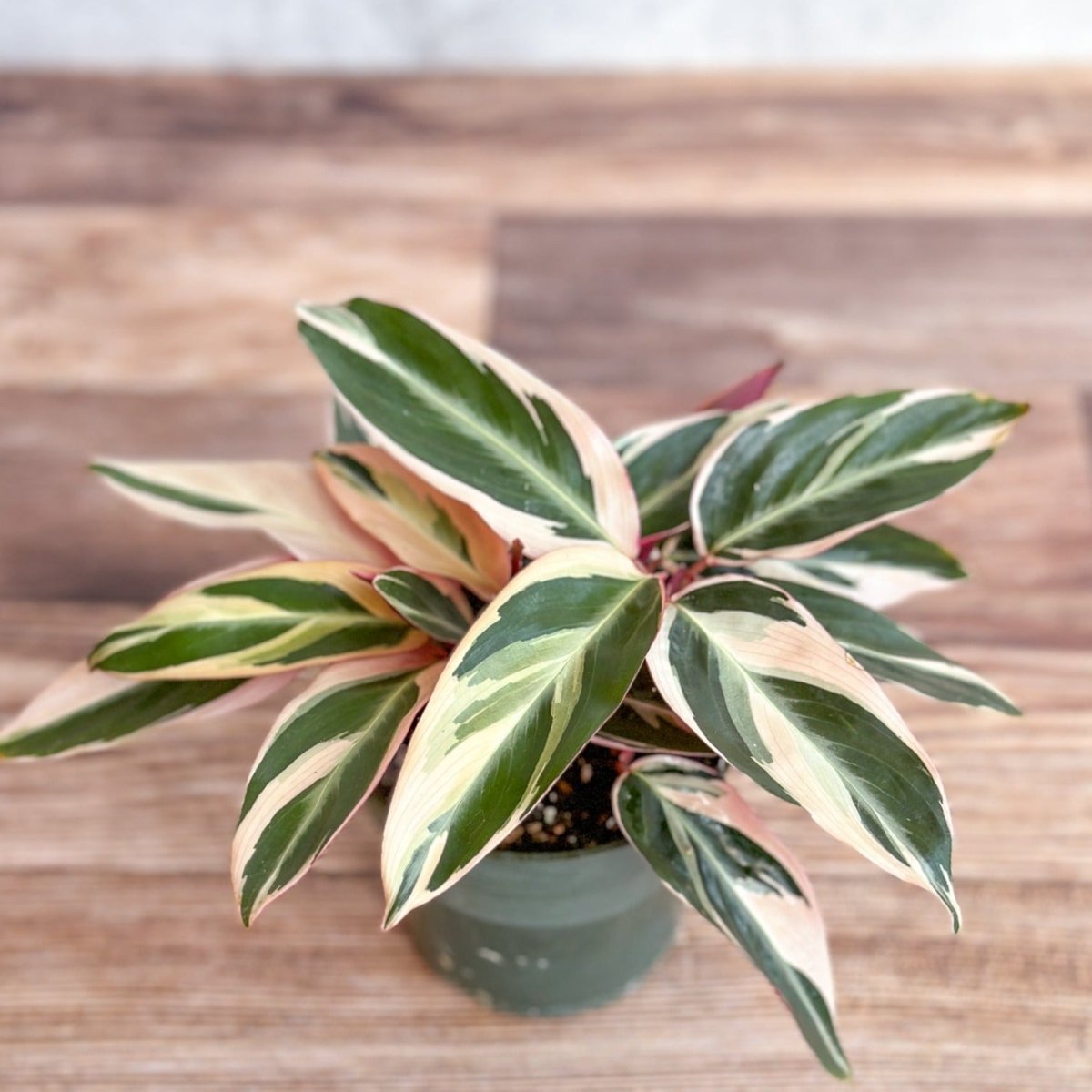 Stromanthe sanguinea Triostar / Tri-Color Prayer Plant - Ed's Plant Shop