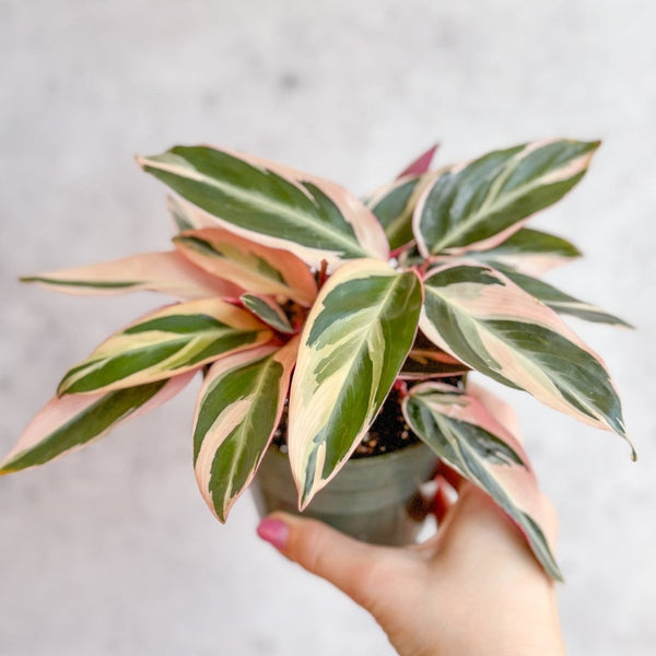 Stromanthe sanguinea Triostar - Tri - Color Prayer Plant - Various Sizes - Ed's Plant Shop