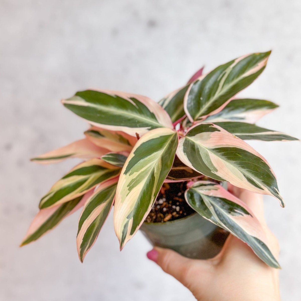 pink and green prayer plant Tricolor Prayer Plant - Stromanthe triostar - 4" Pot