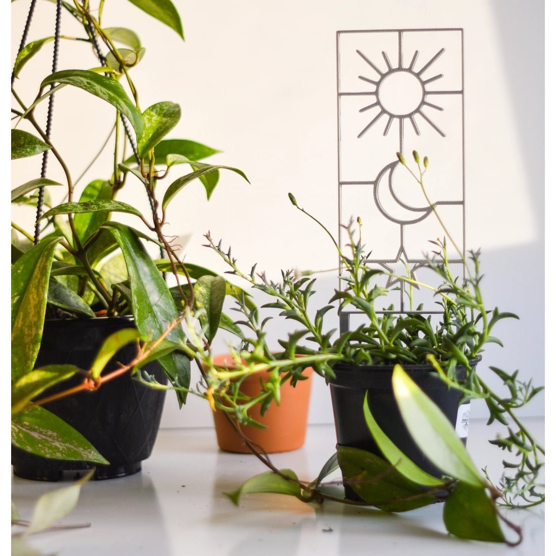 Sun, Moon & Star Houseplant Trellis - Ed's Plant Shop