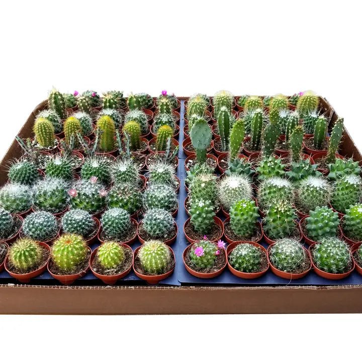 Collection of potted cacti and succulents in a cardboard box on a white background