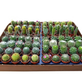 Collection of potted cacti and succulents in a cardboard box on a white background