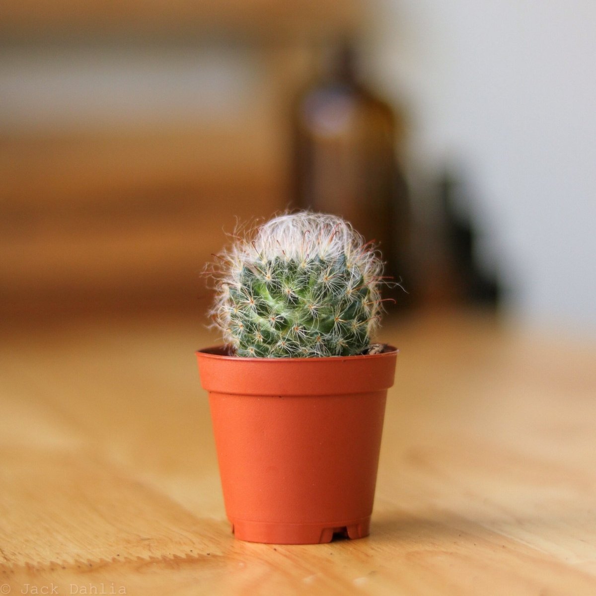 miniature cacti and succulents Baby Cacti & Succulents Assortment