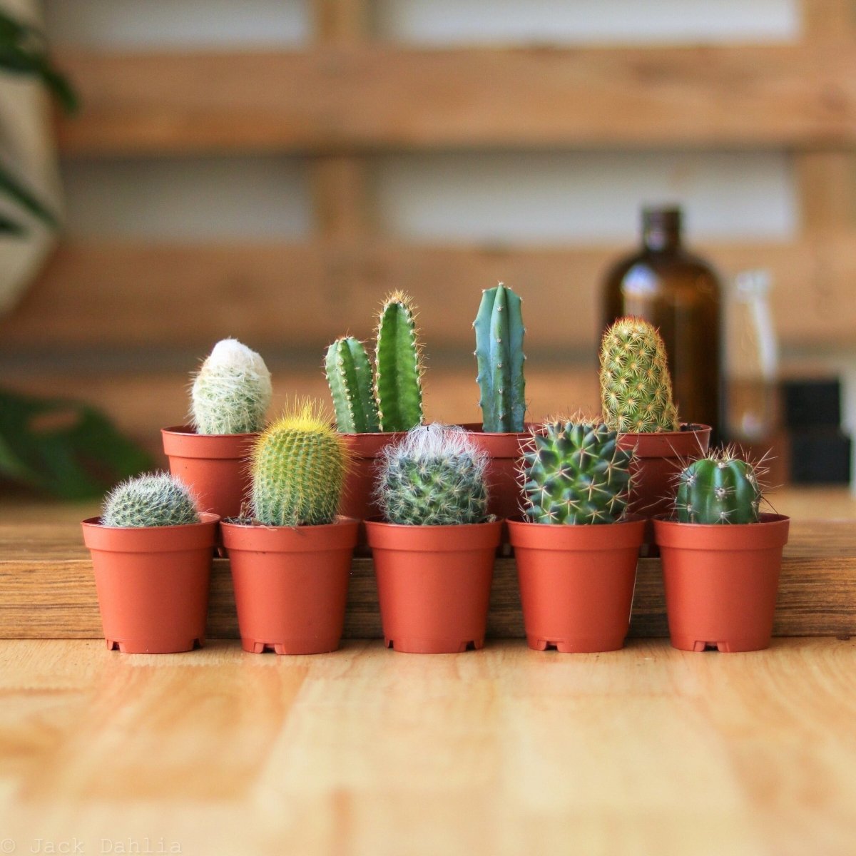 succulents in plants Baby Cacti & Succulents Assortment