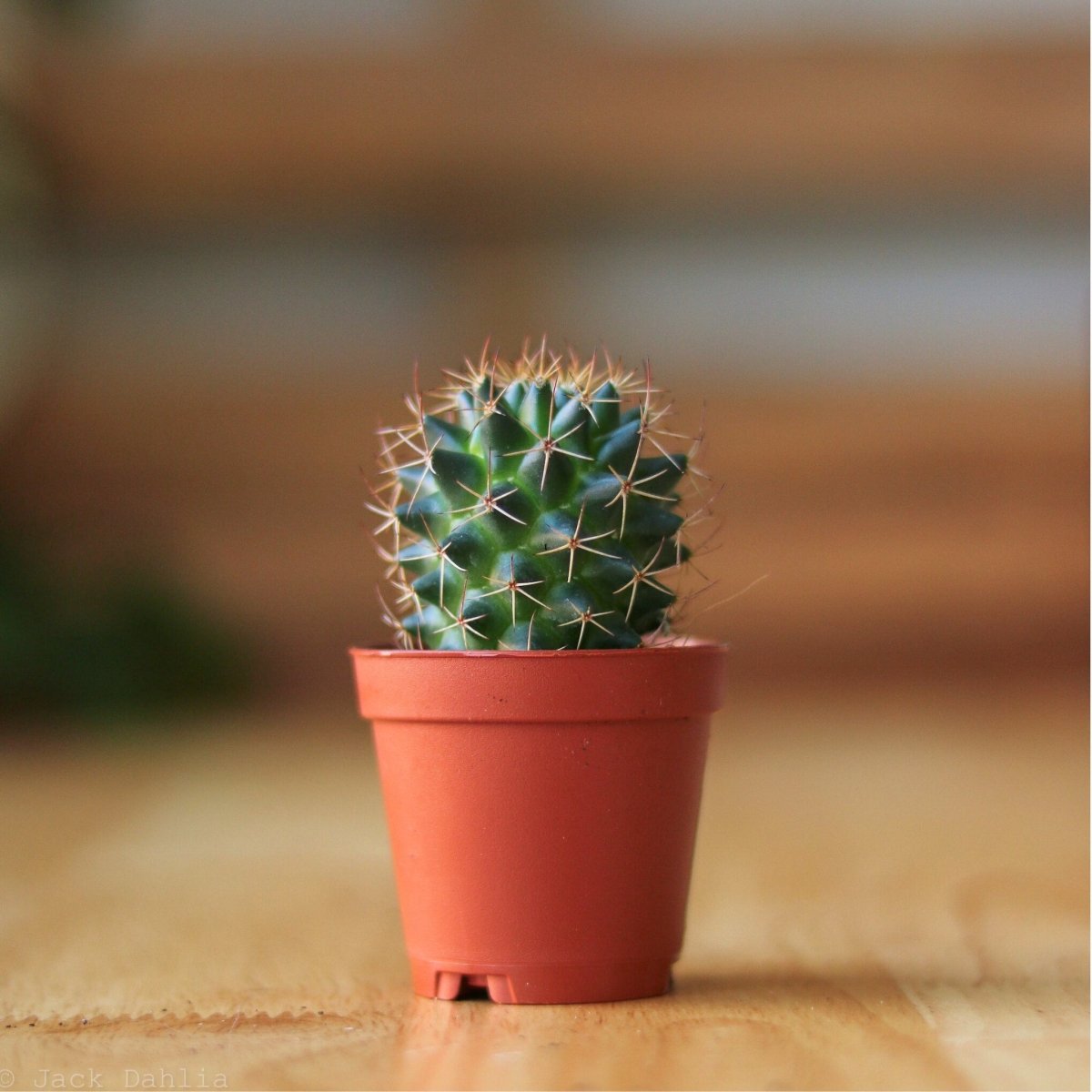1 EVERGREEN MINI ORNAMENTAL INDOOR CACTUS PLANT IN POT | EBay UK - Foto 9