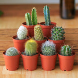 cactus succulent with flower Baby Cacti & Succulents Assortment