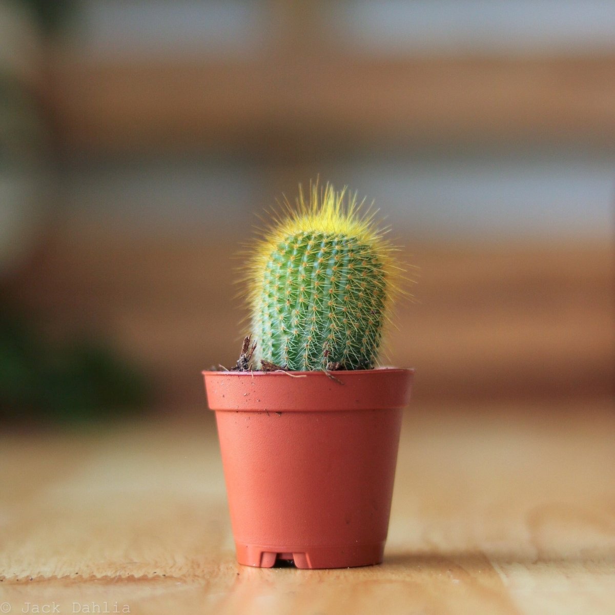 succulent plant cactus Baby Cacti & Succulents Assortment