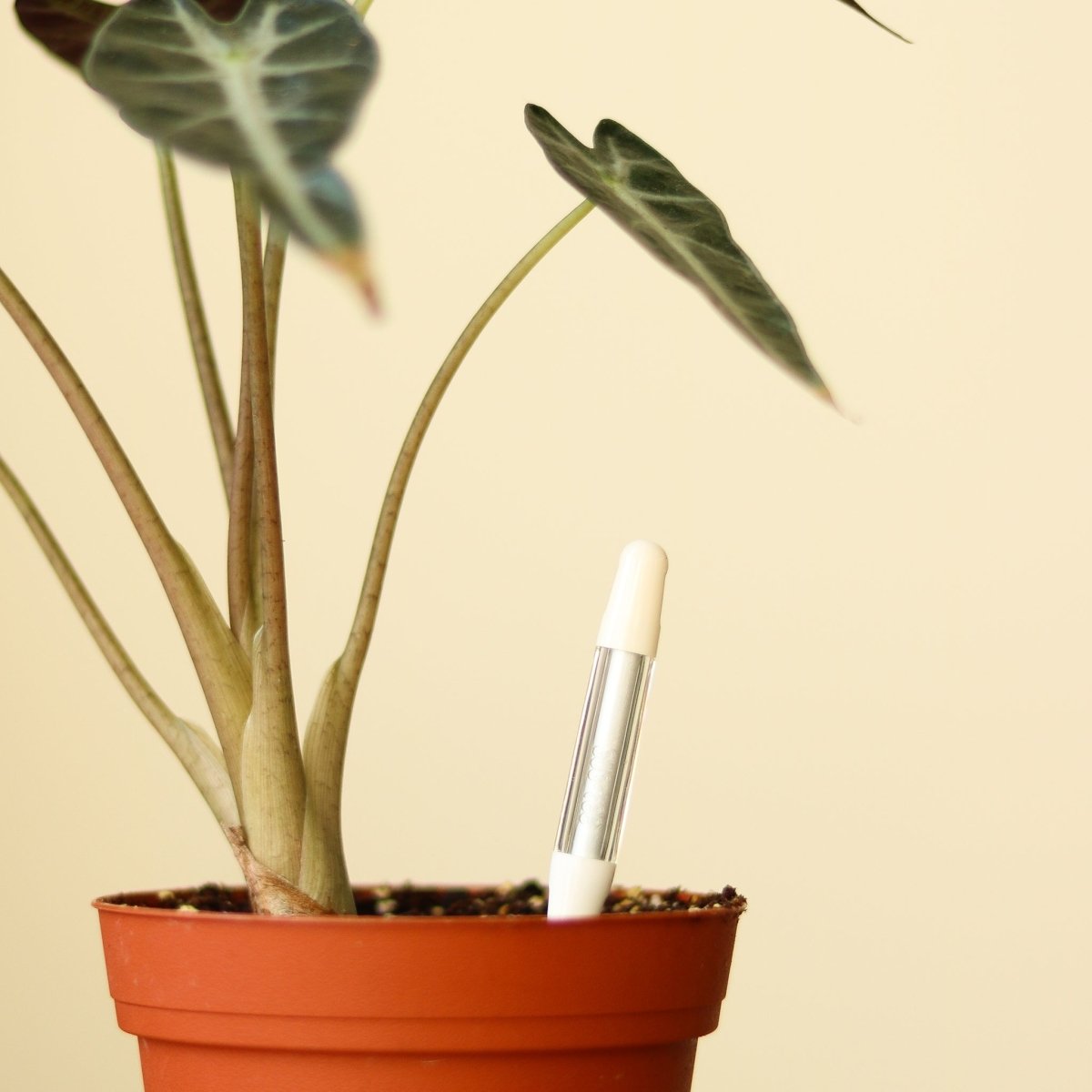 Sustee Aquameter White – Soil Moisture Sensor for Houseplants